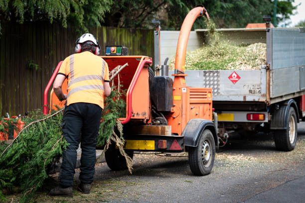 The Steps Involved in Our Tree Care Process in Corning, AR